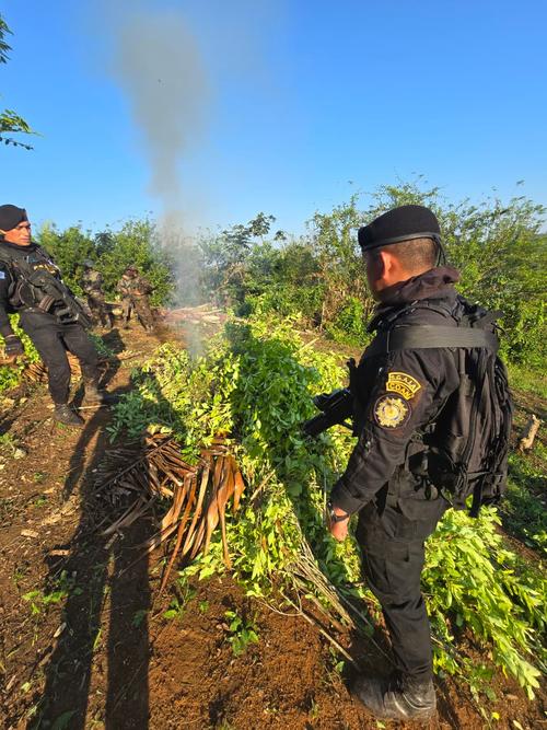 La plantación fue erradicada por las autoridades. (Foto: PNC)