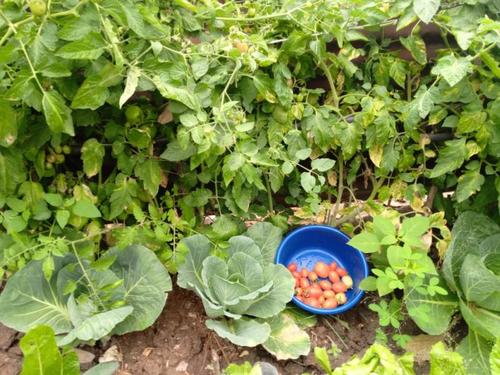 El MAGA recomienda mantener vigilancia en 175 municipios. (Foto: MAGA)