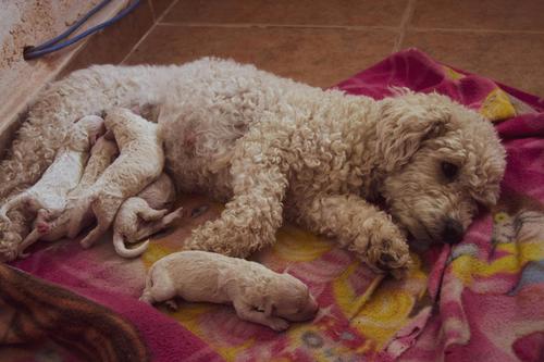 labor parto perra cachorros
