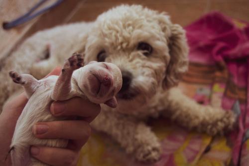 perrita labor parto 4