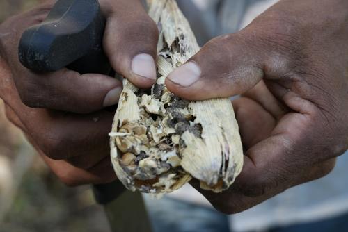 Los departamentos de la costa sur del país figuran entre los más afectados por la canícula prolongada en los últimos diez años. (Foto: Wilder López/Soy502)