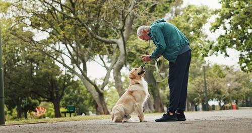 Establece rutinas con tu perro para crear buenos hábitos. (Foto: Shutterstock)