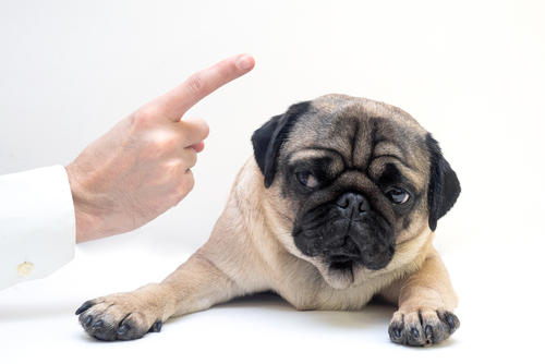 Háblale con firmeza. (Foto: Shutterstock)