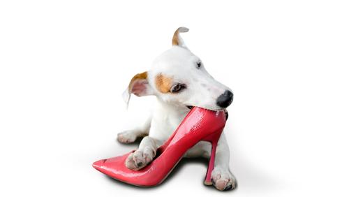 Adapta el entorno y guarda tus objetos valiosos lejos de tu mascota. (Foto: Shutterstock)
