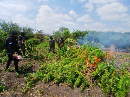 La plantación fue incinerada por las fuerzas de seguridad. (Foto: PNC)