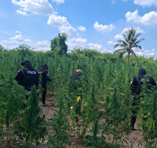 La plantación fue localizada en Las Cruces, Petén. (Foto: MinGob)