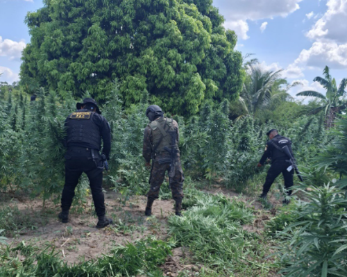 El operativo en conjunto logró la erradicación de esta plantación. (Foto: MinGob)
