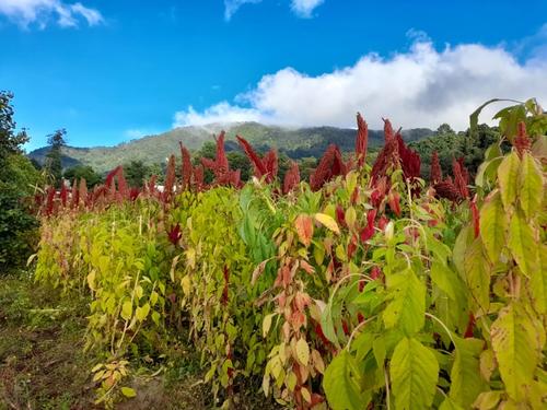 La siembra del bledo representa tradición y esperanza para las familias de San Pedro Sacatepéquez. (Foto: Josué Ardeano/Colaborador)