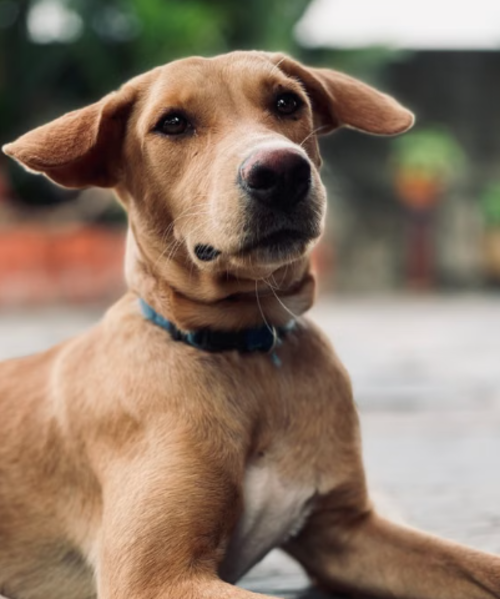 Razas, perros, longevos, Guatemala, soy502, noticias, mascotas 1