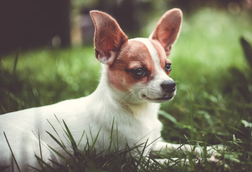 Razas, perros, longevos, Guatemala, soy502, noticias, mascotas 2