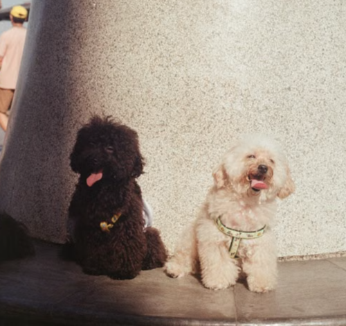 Razas, perros, longevos, Guatemala, soy502, noticias, mascotas 3