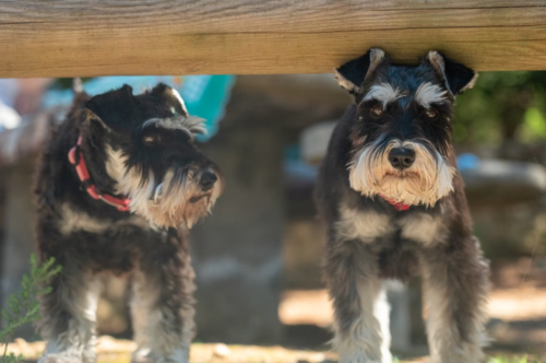 Razas, perros, longevos, Guatemala, soy502, noticias, mascotas 4
