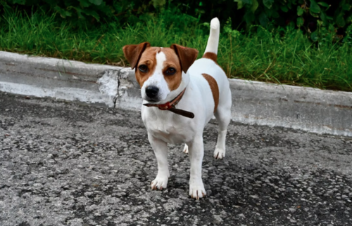 Razas, perros, longevos, Guatemala, soy502, noticias, mascotas 6