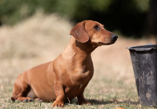 Razas, perros, longevos, Guatemala, soy502, noticias, mascotas 7