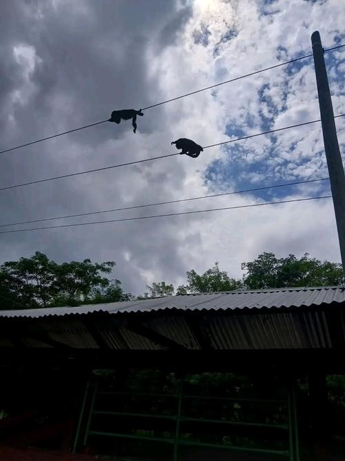 Mono aullador, cables electricos, petén, guatemala, noticias, soy502 1
