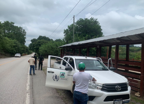 Mono aullador, cables electricos, petén, guatemala, noticias, soy502 2
