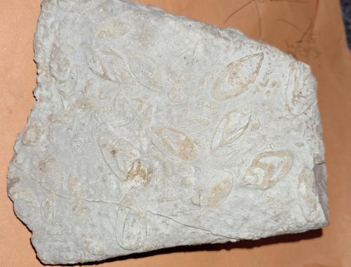 El descubrimiento resalta el patrimonio geológico. Imagen de una roca con fósiles de caracol en Secocpur, Cobán. (Foto: Orquigonia)