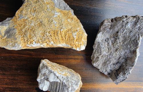 Fragmentos fósiles de rudistas fueron localizados en afloramientos de roca caliza. (Foto: Orquigonia)