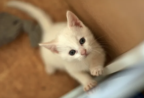 Gatos blancos, padecimientos, salud, soy502, guatemala, noticias, mascotas 1