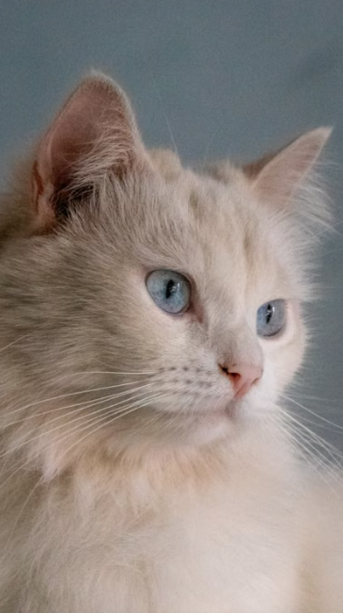 Gatos blancos, padecimientos, salud, soy502, guatemala, noticias, mascotas 2
