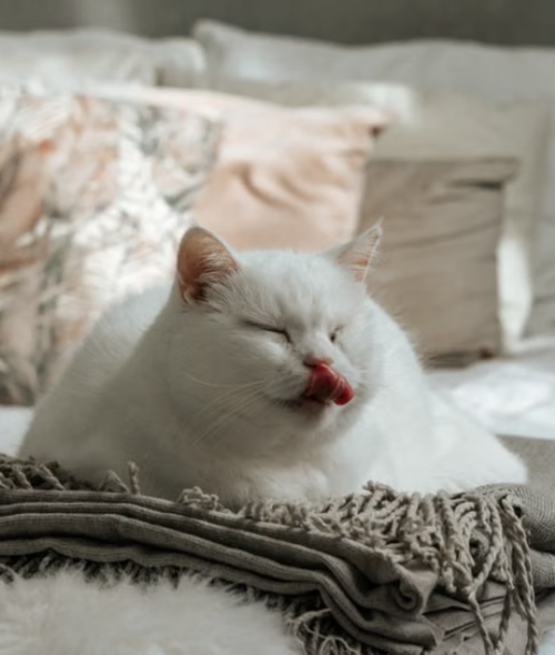 Gatos blancos, padecimientos, salud, soy502, guatemala, noticias, mascotas 3