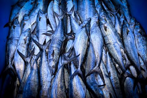 Los pescadores se quejan que tienen que invertir más en hielo debido al aumento de las temperaturas de los últimos meses. (Foto: AFP)