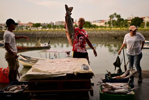Un pescador sostiene un róbalo recién capturado antes de que sea pesado en la terminal pesquera de Ciudad de Panamá. (Foto: AFP)