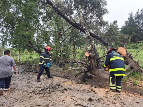 Los árboles caídos fueron las emergencias con mayor frecuencia. (Foto: Conred)