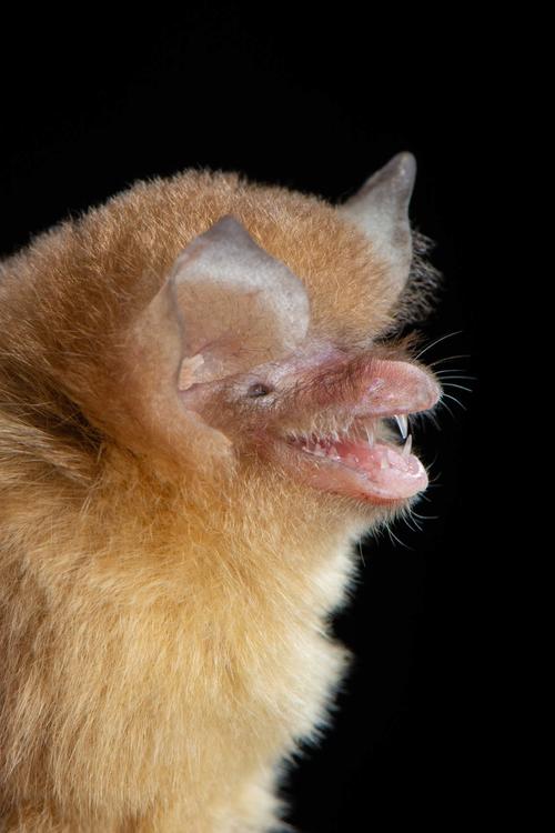 Murcielago, Guatemala, especie, Natalus lanatus, soy502, guatemala, noticias, ambiente 3