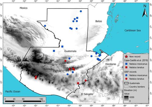 Murcielago, Guatemala, especie, Natalus lanatus, soy502, guatemala, noticias, ambiente 4