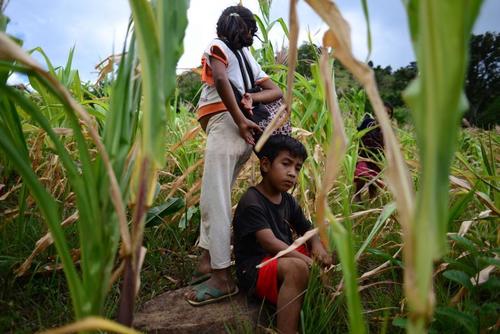 El MAGA reporta 577 mil familias afectadas por pérdidas de cultivos. (Foto: Archivo/Soy502)