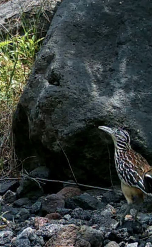 Captan, correcaminos, Guatemala, soy502, noticias, nacionales, ambiente 1