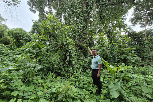 Efraín Morales señala la ceiba donde don Polo observó el gato negro. (Foto: Ángel Revolorio)