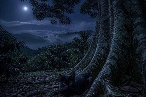 El gato negro solía aparecer a las cercanías de una ceiba. (Foto: imagen ilustrativa hecha con IA)