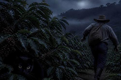 El gato negro aparecía entre los cafetales de San Alfonso. (Foto: imagen hecha con IA para fines ilustrativos)