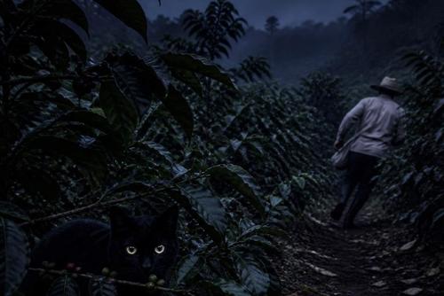 El gato negro a aterrorizado a varios trabajadores en el campo. (Foto: imagen ilustrativa hecha con IA)