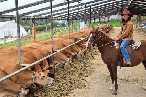 Durante el tour podrás contemplar las vacas mientras pastan, conocer el ordeño, descubrir cómo viven y descansan los animales. (Foto: Julio Bala)