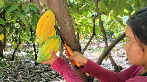Uno de los productos estrella que Finca Museo La Cruz comparte con el mundo son sus nibs de Cacao. (Foto: Finca Museo La Cruz)