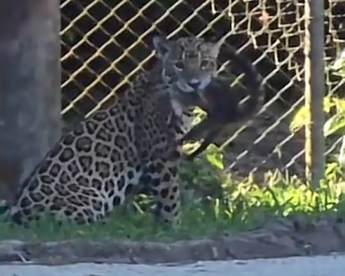 Jaguar, presa, sorprendido, Parque Nacional Tikal, soy502, guatemala, noticias, ambiente 1