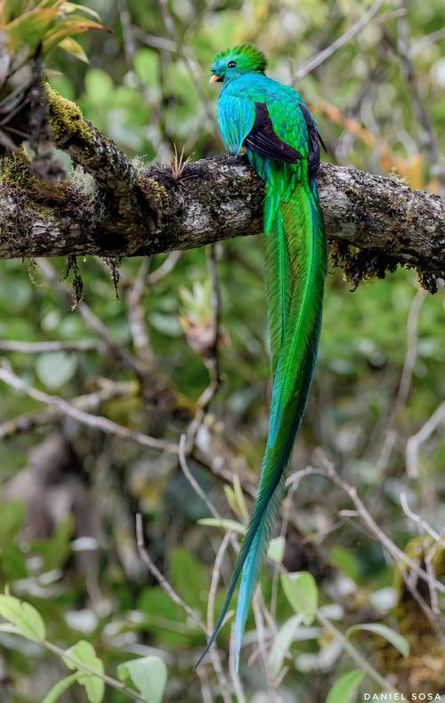 El quetzal se encuentra con bastante presencia en la Sierra de las Minas. (Foto: Daniel Sosa)
