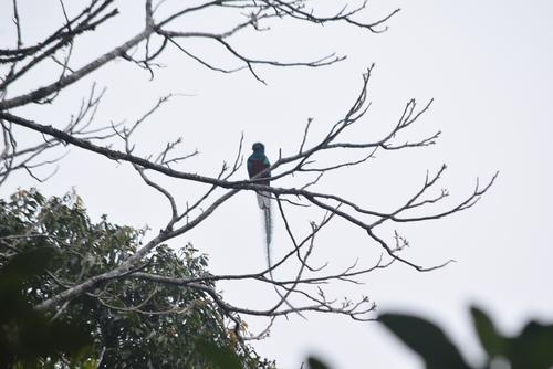 Sierra de las Minas se consolida como el hogar indiscutible del quetzal. (Foto: Juan Carlos Aquino)