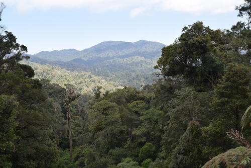 Los investigadores visitaron áreas como la Sierra de las Minas, sitios protegidos en Huehuetenango, en San Marcos y también visitaron el Biotopo del Quetzal. (Foto: Juan Carlos Aquino)