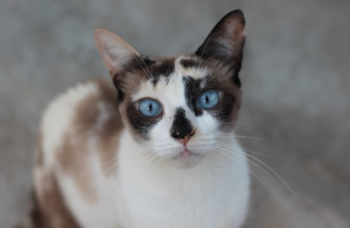 Gato, sin raza, siete ventajas, adopcion, guatemala, noticias, soy502, vida estilo, mascotas 1