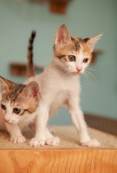 Gato, sin raza, siete ventajas, adopcion, guatemala, noticias, soy502, vida estilo, mascotas 2