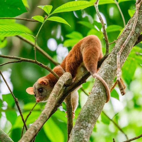 Noticias, Guatemala, soy502, Arcas, animales silvestres, retornan, biosfera maya 5