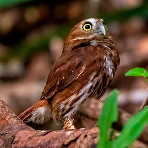 Noticias, Guatemala, soy502, Arcas, animales silvestres, retornan, biosfera maya 6