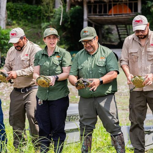 Noticias, Guatemala, soy502, Arcas, animales silvestres, retornan, biosfera maya 7