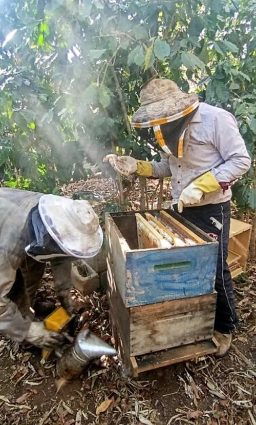 Expertos rescatan abejas en Guatemala para seguridad alimentaria. (Foto: Carlos Sotz/Colaborador)