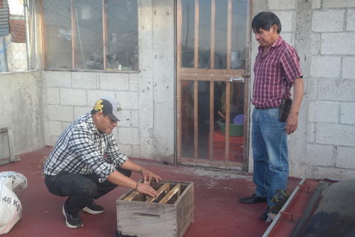 El gran rescate de abejas en Guatemala: La labor de Carlos Quelex. (Foto: Carlos Sotz/Colaborador)