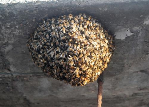 Técnicas naturales para rescatar enjambres de abejas en hogares. (Foto: Carlos Sotz/Colaborador)